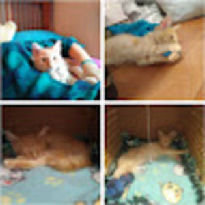 Meet your Posher, Abi